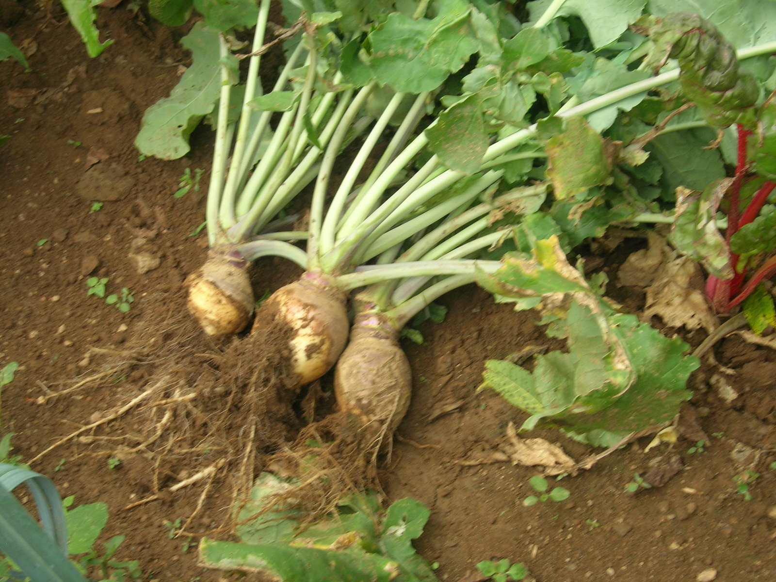 [rutabaga.jpg]