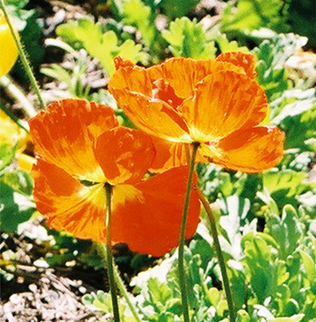 [Poppies+at+Arboretum.png]