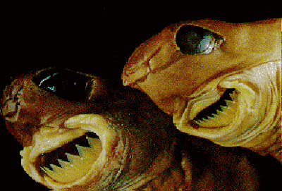 cookiecutter shark