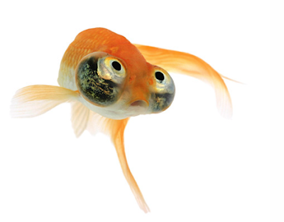celestial eye goldfish
