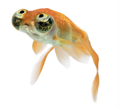 celestial eye goldfish