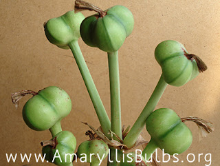 ripe Amaryllis seed pods