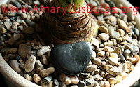 top dressing Amaryllis bulbs to prevent fungus gnats