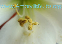 stigma of an Amaryllis flower coated in pollen