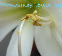 pollinating an Amaryllis flower