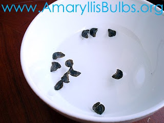 germinating Amaryllis seeds in water
