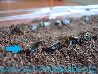 sowing amaryllis seeds close up