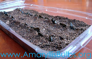 sowing Amaryllis Seeds