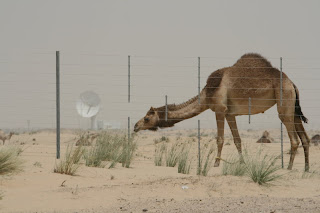 Dubai - Camel, the desert and modern technology