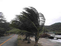 Palm Trees in the Wind in Hurricaine on Corregidor