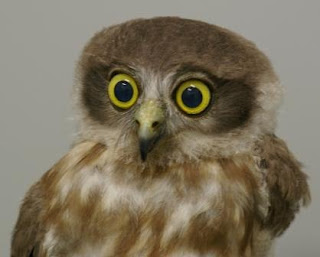 The Ark Animal Hospital & Wildlife Rescue Darwin: Baby Boobook owl