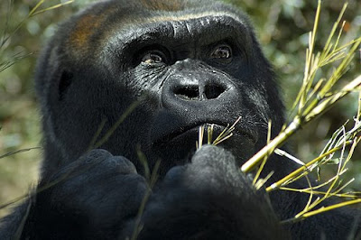 Ferocious Ballerina Gorilla Ferocious Ballerina Gorilla