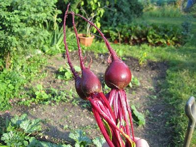 beetroot beetroot