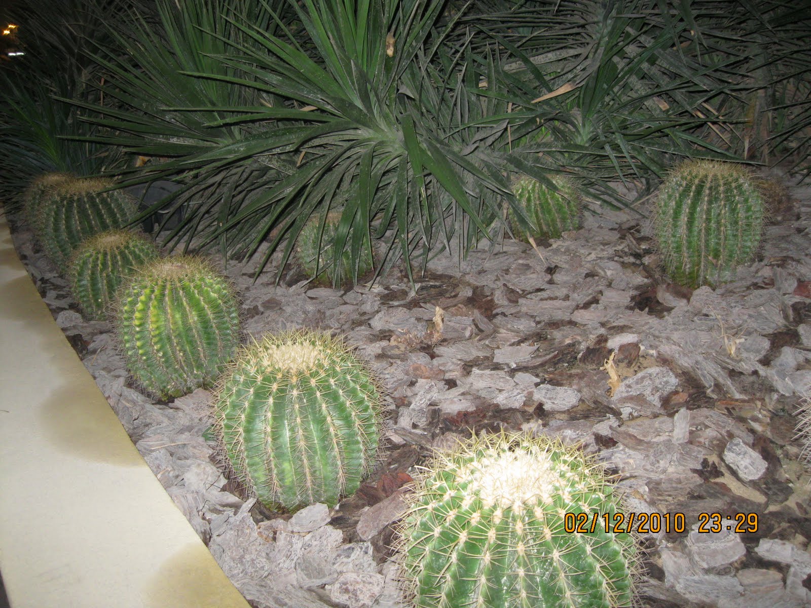 Lucie Dubai desert adventure Cactus grow well in the desert, it is