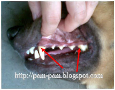 Yellow Spot On Teeth Golden Retriever Dog Forums