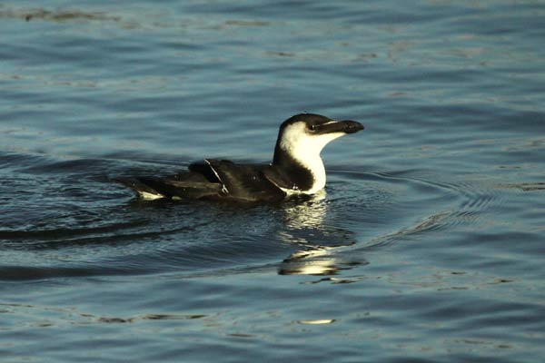 [IMG_5968-Razorbill.jpg]