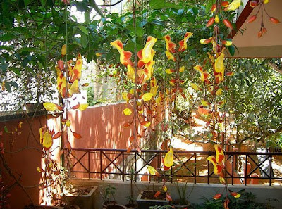 My Sunny Balcony