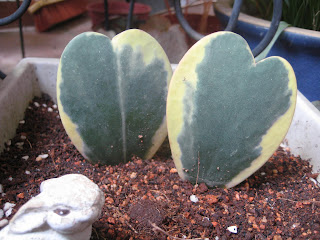 plant variegated leaf peperomia variegata