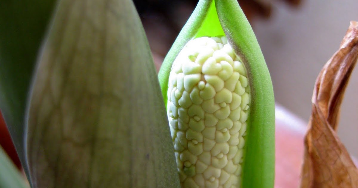 STEPH'S GREEN SPACE My Green Stories My Garden Zee Zee