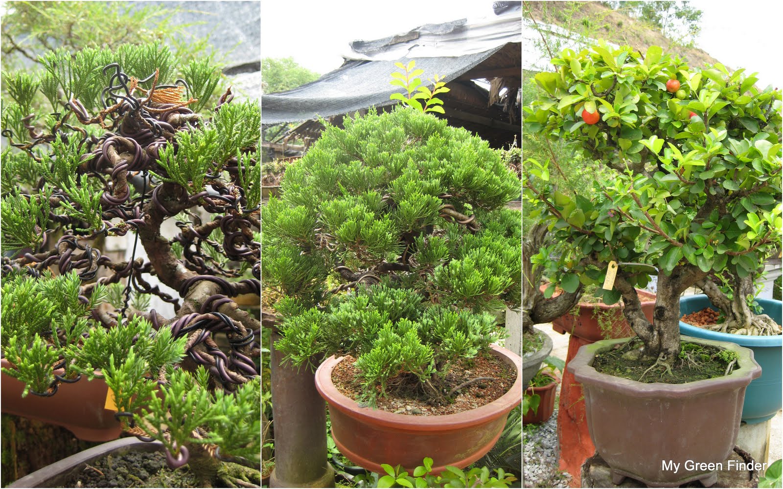 Bonsai Tree 30+ Beautiful Bonsai Jackfruit Tree Photos