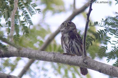 [Ferruginous+Pygmy+Owl_2456.jpg]