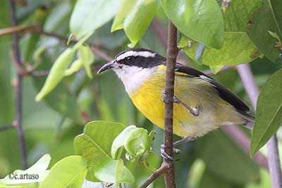 [07+Bananaquit_Artuso.jpg]