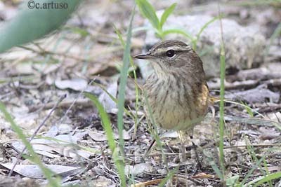 [19+Palm+Warbler_Artuso.jpg]