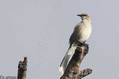 [16+Tropical+Mockingbird_Artuso.jpg]