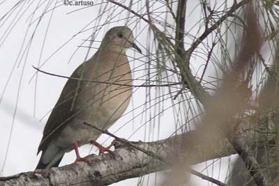 [13+Carribbean+Dove_Artuso.jpg]