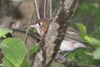 [03+Cozumel+Vireo_Artuso.jpg]