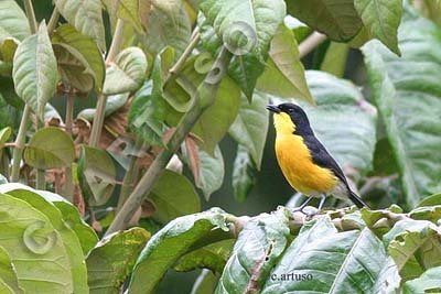 [8+Yellow-breasted+Boubou.jpg]