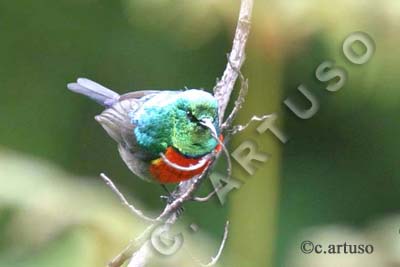 [5+Northern+Double-collared+Sunbird.jpg]
