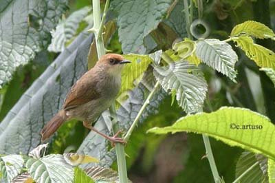 [2+Chubbs+Cisticola.jpg]