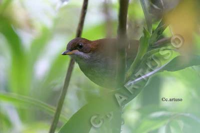 [3+Grey-chested+Illadopsis.jpg]