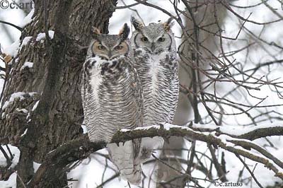 Great Gray Owl in pair