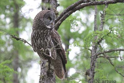 [19+Great+Grey+Owl+f.jpg]