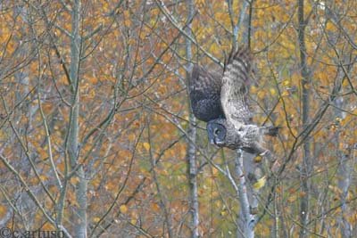 [18+Great+Grey+Owl.jpg]