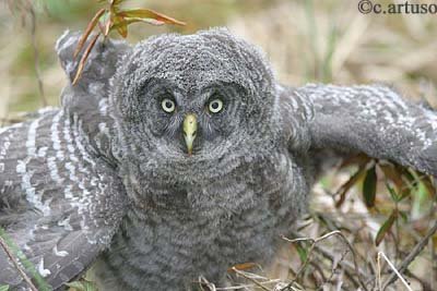 [23+Great+Grey+Owl_fl.jpg]