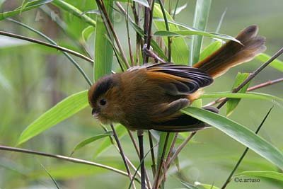 [44_Fulvous+Parrotbill.jpg]