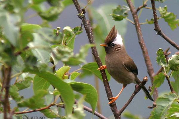 [37_White-collared+Yuhina.jpg]