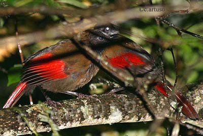 [25_Red-winged+LT.jpg]