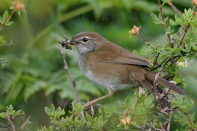 [13_Spotted+Bush+Warbler.jpg]