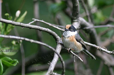 [7_Black-throated+Tit+_artuso.jpg]