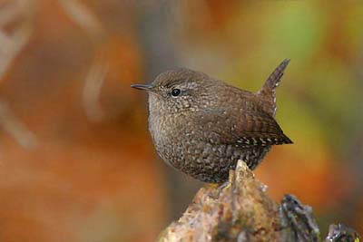 [11M_Winter+Wren_artuso.jpg]