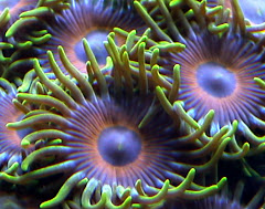 Zoanthids