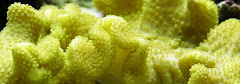 Yellow Leather Coral, Tonga