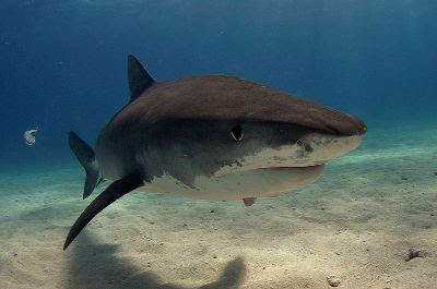 Shark Finning and its Impacts on Shark Populations and Survival: Sharks