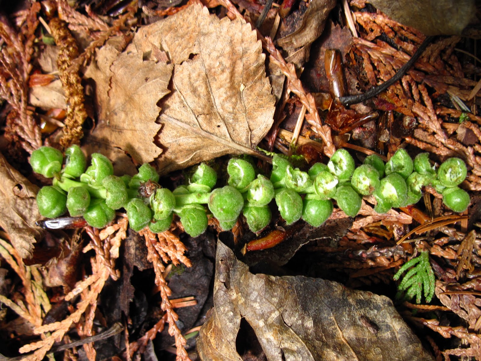 Bella Coola Blog Cottonwood Fruit