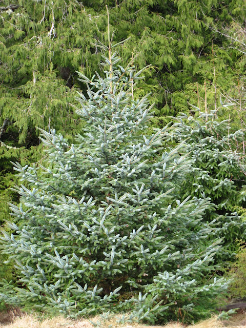 Growing With Plants How To Grow And Train A Wisteria Tree