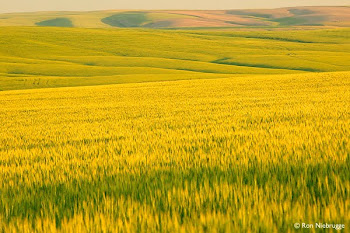 The Golden Fields of Barley
